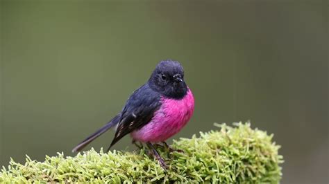 Pink Robin Petroica Rodinogaster Hd Youtube