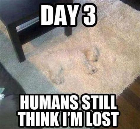 Day 3 Humans Still Think I M Lost They Still Do Not Realize Know Your Meme