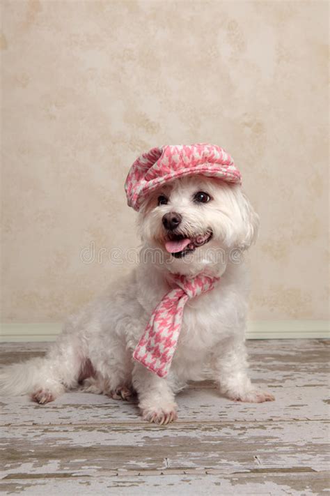 Cute Dog Wearing Hat And Scarf Stock Image Image Of