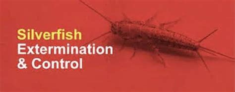 Silverfish Control Service In Bhopal Id 2854382990097