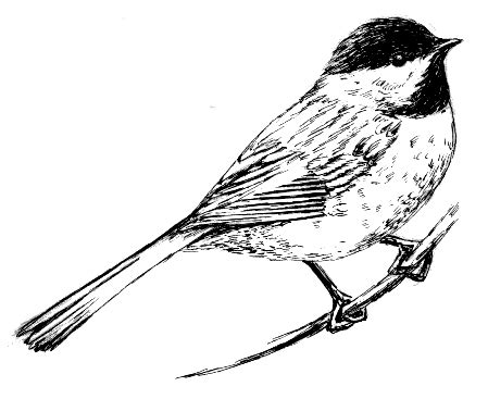 Also you can search for other artwork with our tools. Black Capped Chickadee Coloring Page Sketch Coloring Page