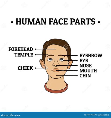 Part Of Human Face Parts Of The Neck Including Forehead Temple Cheek