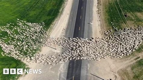 Drone Captures Flock Of Sheep Crossing Us Highway Esports Ph
