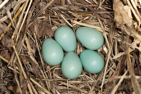 How To Identify A Bird Egg Uk Garden Birds Uk