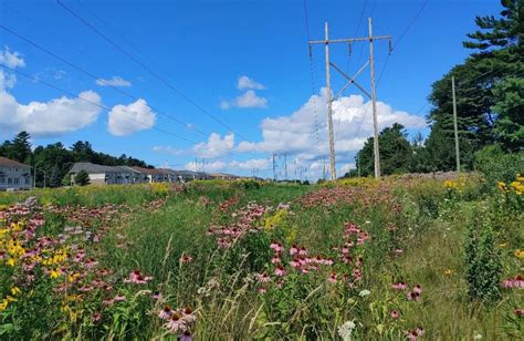 Greening Kanata North: How one woman’s crusade against invasive species