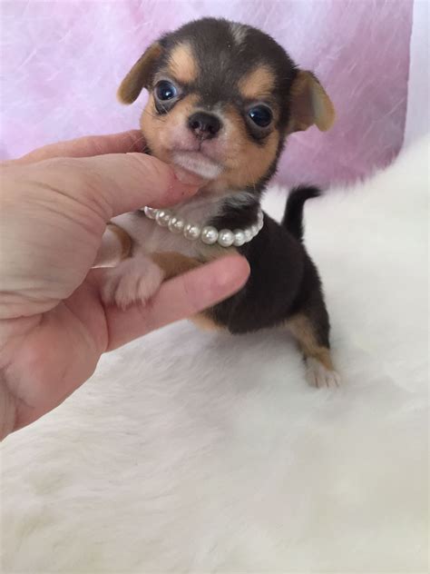 Teacup Chihuahua Puppies For Sale We Specialize In Teacup Chihuahuas