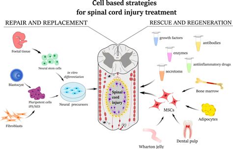 Frontiers Mesenchymal Stem Cells In Treatment Of Spinal Cord Injury