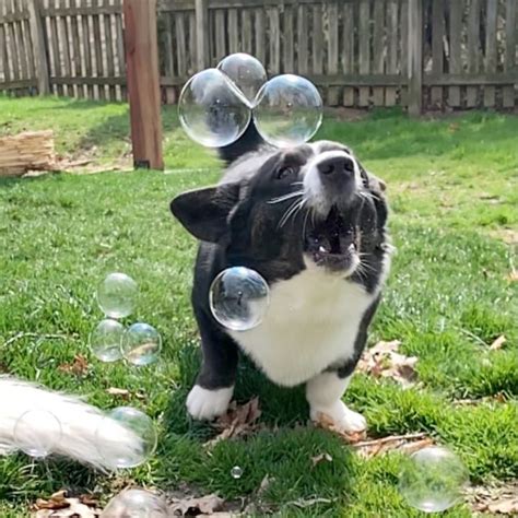 How To Make Dog Safe Bubbles The 3 Best Homemade Dog Bubble Recipes