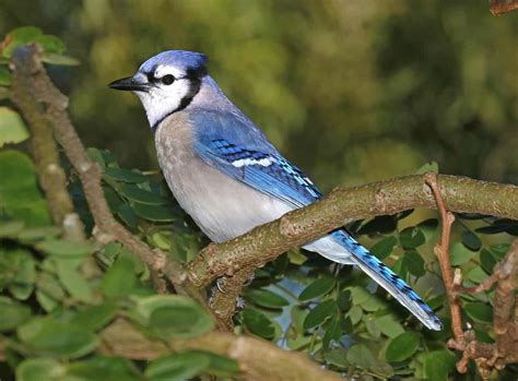What Does It Mean When You See A Blue Jay Catch Them Easy