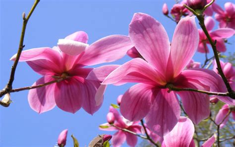 Fragrant Wood Magnolia Pink Flowers Wallpaper Widescreen Hd Resolution