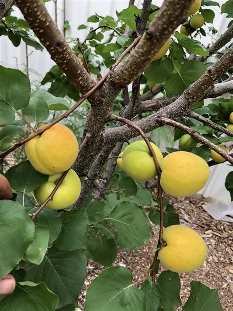 Edible Fruit Trees From Australia Backyards