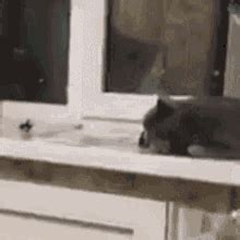 Cat Waking Up Gif Cat Waking Up Startled Discover Share Gifs