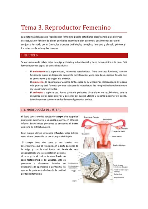 Tema Aparato Reproductor Femenino Tema Reproductor Femenino La Anatom A Del Aparato