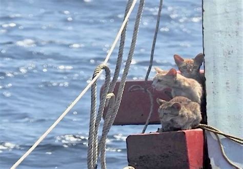 Thai Navy Conducts Purrfect Rescue Of Cats Trapped On Sinking Ship