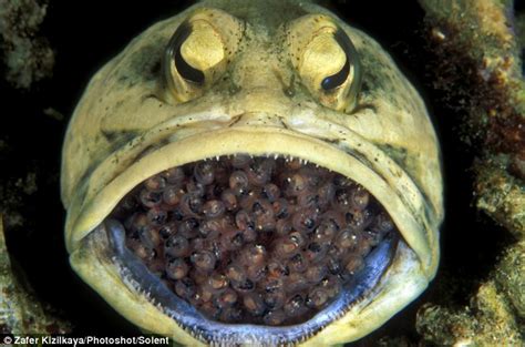 Strange Animal Behavior The Male Jawfish Carries And Nurses 400 Eggs