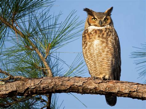 Creature Feature The Predatory Great Horned Owl Forest Preserve