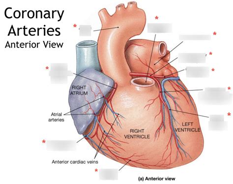 Coronary Arteries Anterior View Diagram Quizlet