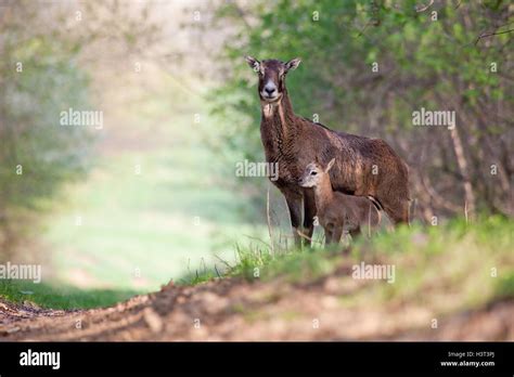 Young Mouflon With Its Mother Stock Photo Alamy