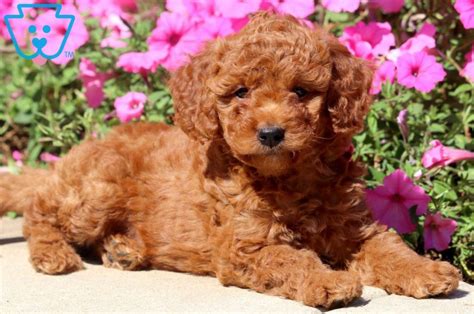 The current median price for all goldendoodles sold is $1,649.50. Gunther | Goldendoodle - Miniature Puppy For Sale ...