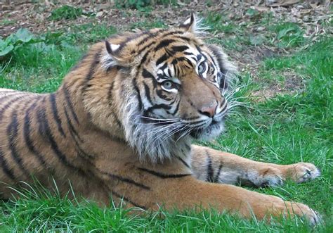 Kirana The Sumatran Tigress At Chester Zoo Adele Claire Flickr