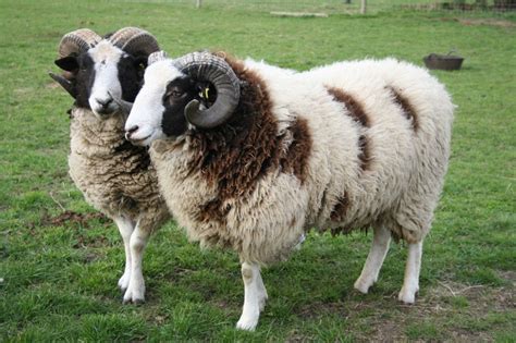 10 Most Popular Breeds Of Woolmeat And Dairy Sheep Mouton Dessin