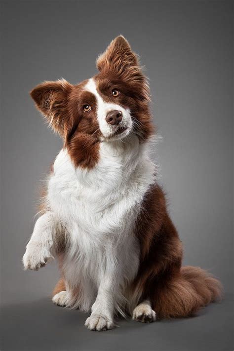 Passionate About Border Collies This Collies Color Is Amazing Love It