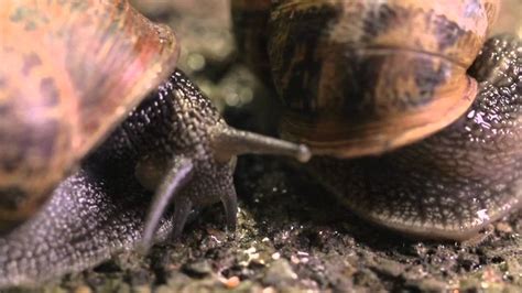 The Sex Life Of A Snail Wildlife Documentary Youtube