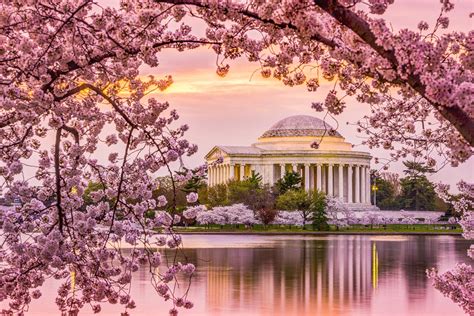 When Is Cherry Blossom Season In Washington Dc Casey Cynthea