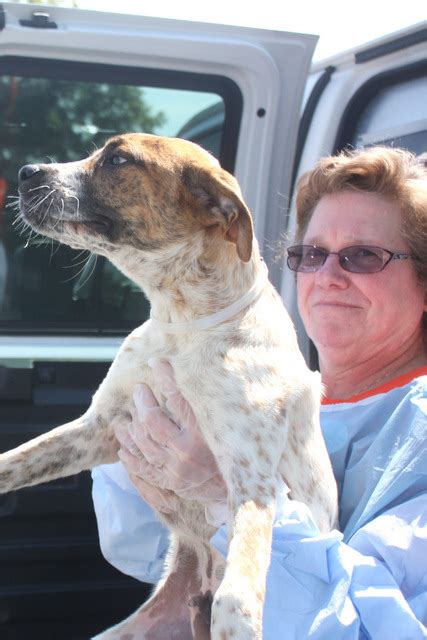 Huge Puppy Rescue A Success Northeast Animal Shelter
