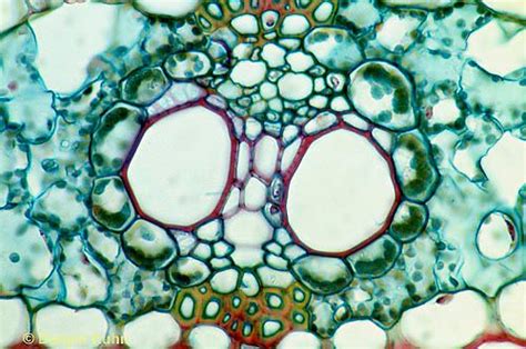 The xylem typically lies on the adaxial side of the vascular bundle and the phloem typically lies on the abaxial side. PX19-004c Corn Leaf - cx chlorophyll, vascular bundle ...