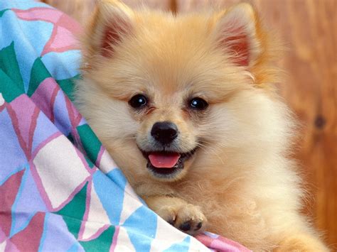Baby Dog Pictures Dogs Wallpaper Hd Animal Wallpapers
