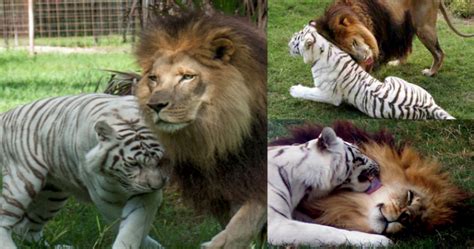 Setia Hingga Nafas Terhenti Ini Kisah Percintaan Singa Dan Harimau