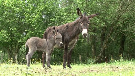 Full Hd Footage Of A Donkeys Foal And His Mother 1278022 Stock Video