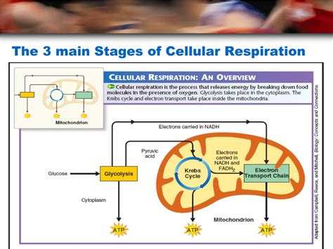 Ppt Chapter 7 Powerpoint Presentation Free Download Id899417