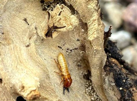 How To Get Rid Of Drywood Termites Treatment And Prevention