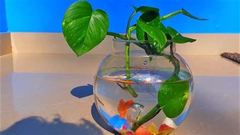 How To Grow Money Plant In Fish Bowl Grow Money Plant In Water Youtube
