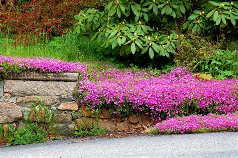 Best Ground Cover For Slopes Creeping Phlox Image Looks Good