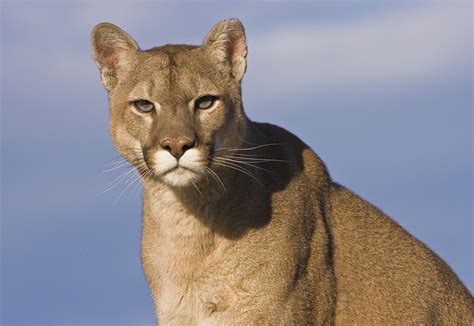 Meaning Of Cougar Spirit Animal Wild Gratitude