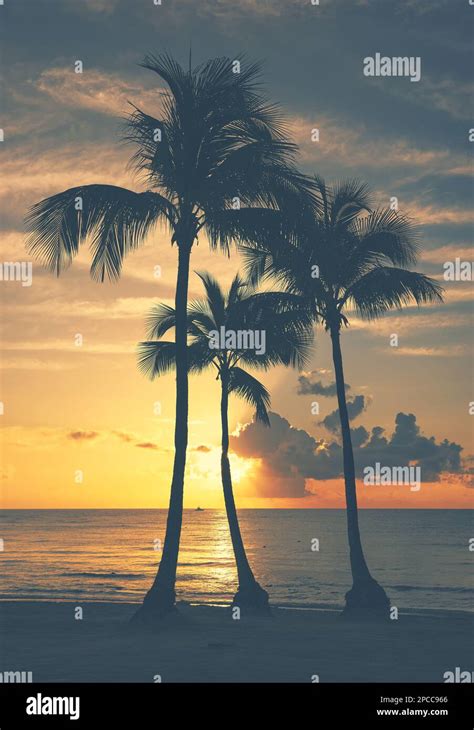 Coconut Palm Tree Silhouettes On A Tropical Beach At Sunrise Color