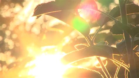 Early Morning Sun Comes Up Stock Footage Video 100 Royalty Free