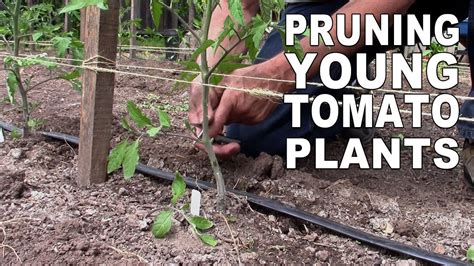 Pruning Tomato Plants Branches