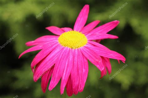 Hybrid Painted Daisy Robinson S Red Flower Or Pyrethrum