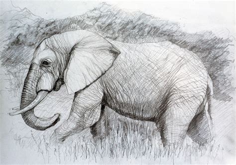 Elephant Pencil Drawing Original Artwork African Wildlife Wild