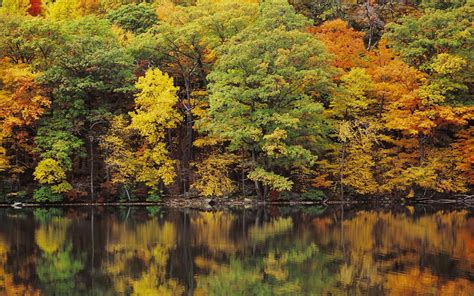 Green Yellow Orange Autumn Spring Leafed Trees Forest Reflection On