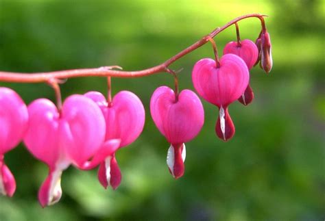 Flowering trees suited for colorado. 68 best images about Plants that Grow In SW Colorado on ...