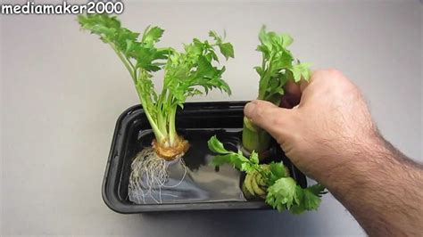 How To Regrow Celery The Celery Regrew Roots Youtube