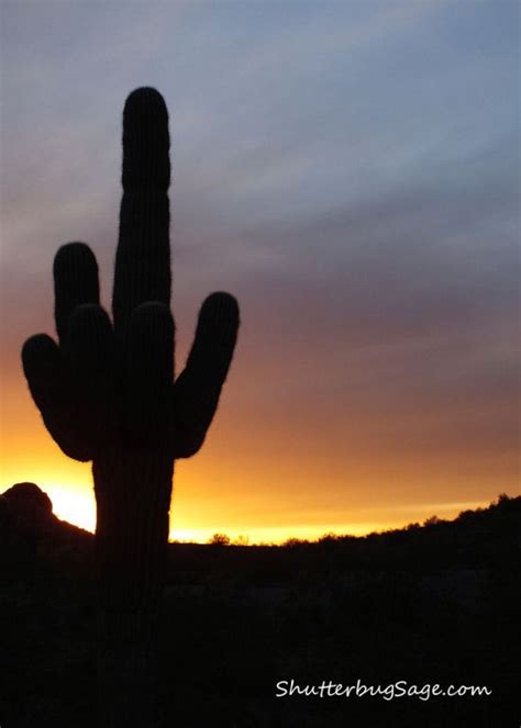 Sonoran Desert Sunset Desert Sunset Sonoran Desert Sunset