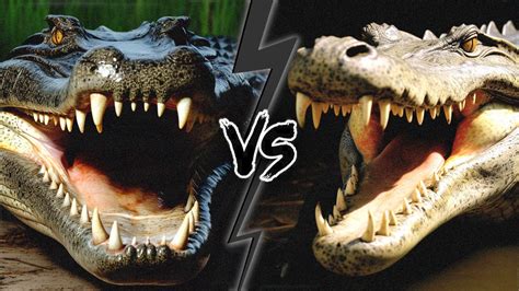 Fight Alligator Vs Crocodile Who Would Win Youtube