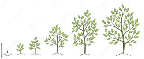 Naklejka Tree Growth Stages Plant Development Phases Animation