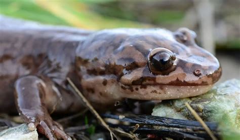 Idaho Giant Salamander Care Sheet Reptiles Cove